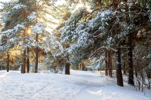 Религиовед Фоминых объяснила, как привлечь удачу в день зимнего солнцестояния